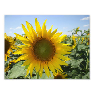 Kansas Sunflower Fotodruck