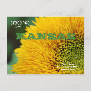 Kansas Sunflower Greetings Postkarte