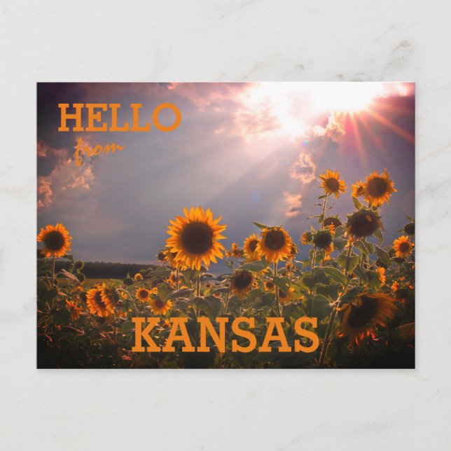 Kansas Sunflower Greetings Postkarte (Vorderseite)