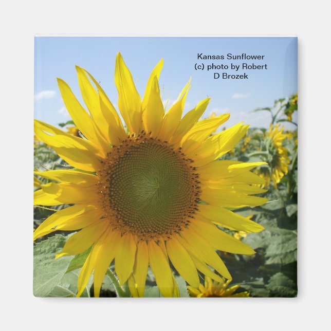 Kansas Sunflower Magnet (Vorne)