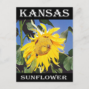 Kansas Sunflower Postkarte