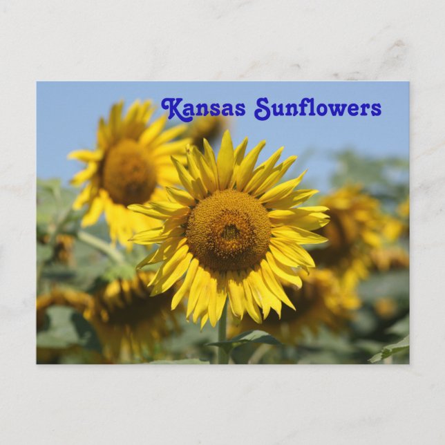 Kansas Sunflowers POST CARD Postkarte (Vorderseite)