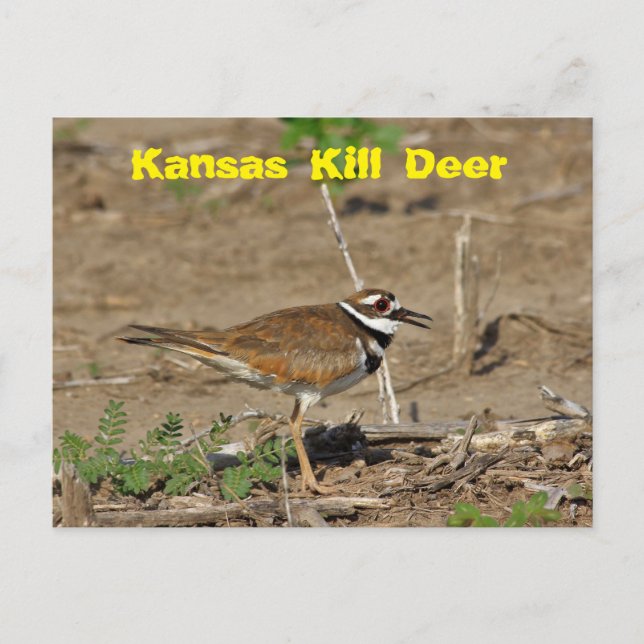 Kansas tötete Hirsch in einer POST-KARTE vor Ort. Postkarte (Vorderseite)