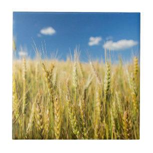 Kansas-Weizen Fliese