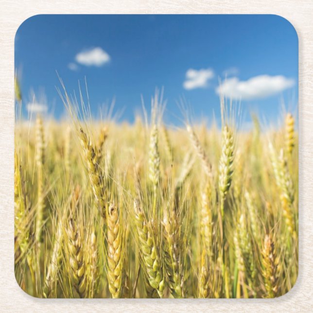 Kansas-Weizen Rechteckiger Pappuntersetzer (Vorderseite)