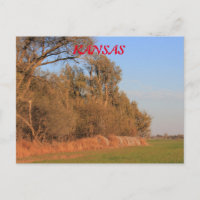 Kansas Weizenfeld mit Bäumen Post Card