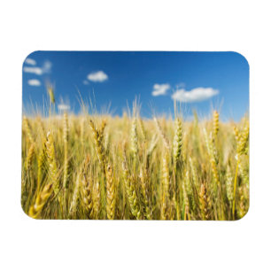 Kansas Wheat Magnet