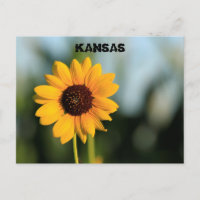 Kansas Wild Sunflower Post Card