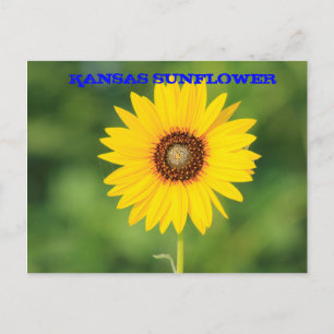 Kansas Wilde Sonnenblume Nahaufnahme Postkarte