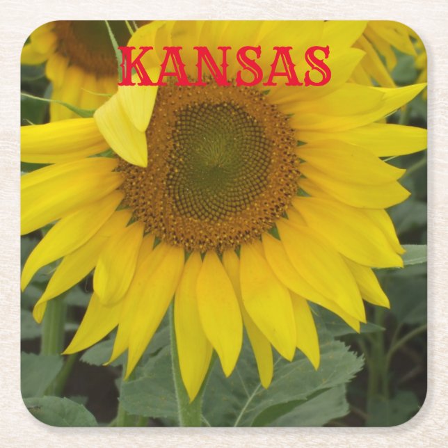 Kansas Yellow Sunflower Square Untersetzer (Vorderseite)
