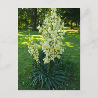 Kansas Yucca Postkarte
