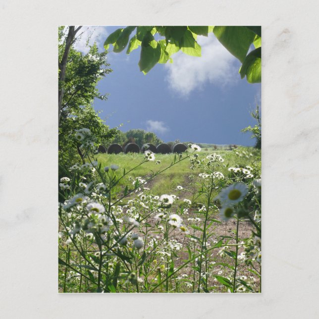 Kansaswiesen und -Wildblumen Postkarte (Vorderseite)