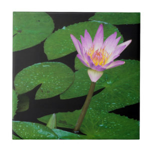 Kap Blauer Wasserlilie (Nymphaea Capensis) Fliese