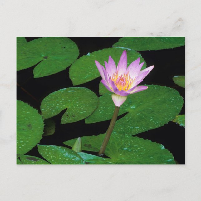 Kap Blauer Wasserlilie (Nymphaea Capensis) Postkarte (Vorderseite)