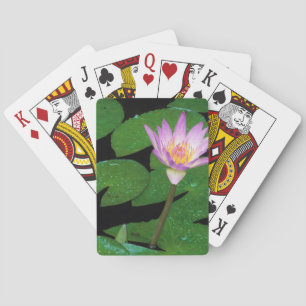 Kap Blauer Wasserlilie (Nymphaea Capensis) Spielkarten