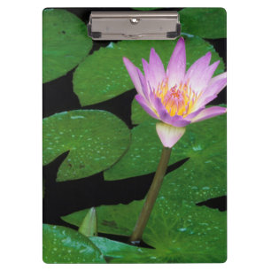 Kap-Blauwasserlilie (Nymphaea Capensis) Klemmbrett