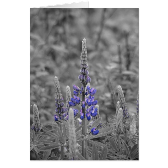 Kap Breton Lupins (Vorne)