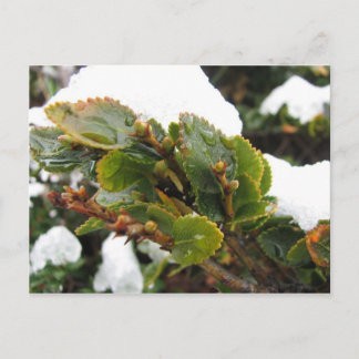 Kap Horn, Chile, Nothofagus Coihue Postkarte