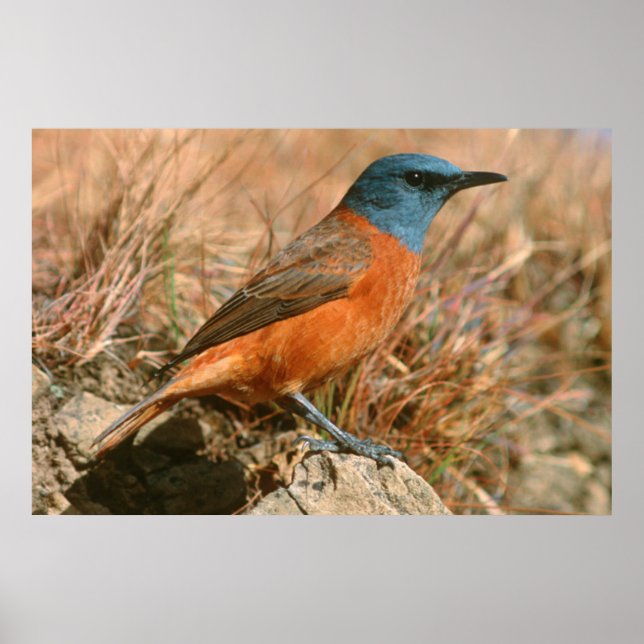 Kap-Rock-Thrush (Monticola Rupestris) Poster (Vorne)