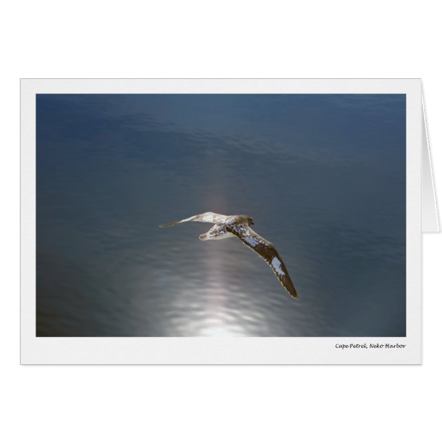 Kap-Sturmvogel, Neko Hafen (Vorderseite (Horizontal))