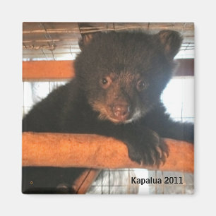 Kapaluamagnet 2011 magnet