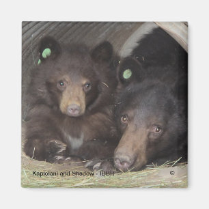 Kapiolani und Schatten - quadratischer Magnet