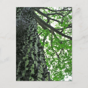 Kapok Tree in Funchal, Madeira (Portugal) Postkarte