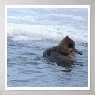 Kappen-Merganser-Entenposter Poster