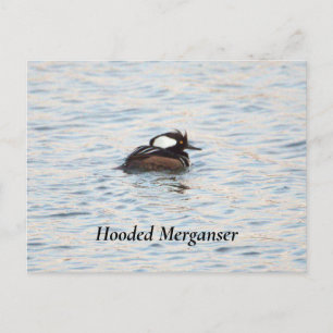 Kappenmerganser-Postkarte Postkarte