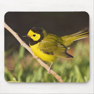 Kappenwaldsänger (Wilsonia citrina) Mousepad