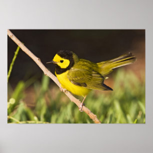 Kappenwaldsänger (Wilsonia citrina) Poster