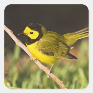Kappenwaldsänger (Wilsonia citrina) Quadratischer Aufkleber