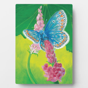 Kappmans-Blauer Schmetterling (Polyommatus-Heilkrä Fotoplatte