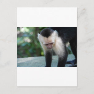 Kapuzineraffe.JPG Postkarte