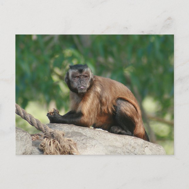 Kapuzineraffe Niedlich, aber launisch Postkarte (Vorderseite)
