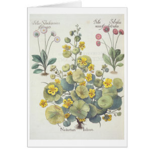 Kapuzinerkäse und Gänseblümchen: 1.Nasturtium