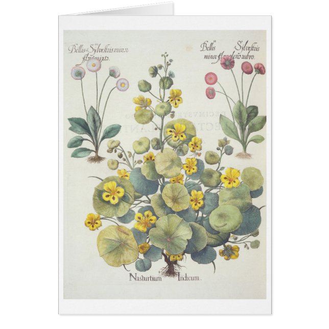 Kapuzinerkäse und Gänseblümchen: 1.Nasturtium (Vorne)