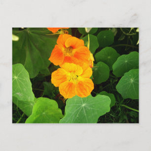 Kapuzinerkresse Postkarte
