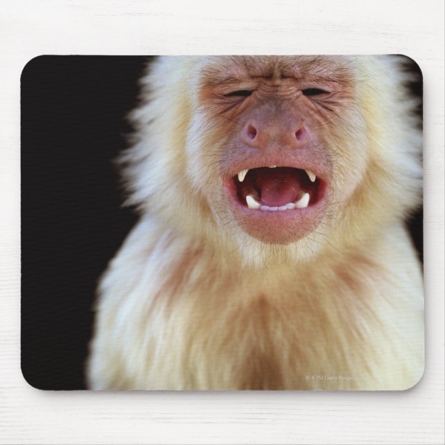 Kapuzinus (Cebus capucinus) Mousepad (Vorne)