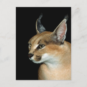 Karacale Postkarte