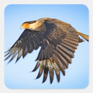 "Kararakara-Flug" Quadratischer Aufkleber