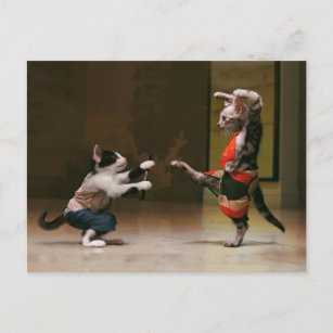 Karate-Katzen Postkarte