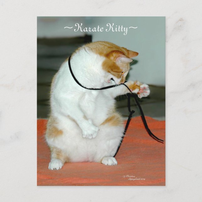 Karate Kitty Cat spielen Postcard Postkarte (Vorderseite)