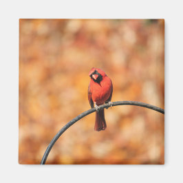 Kardinal 2765 magnet