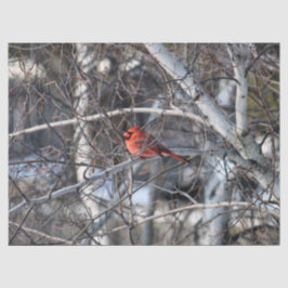 Kardinal 2926 - Gewebepapier Seidenpapier