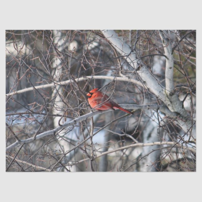 Kardinal 2926 - Gewebepapier Seidenpapier (Vorderseite)