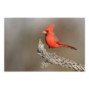 Kardinal an einer Kollabrippe Fotodruck