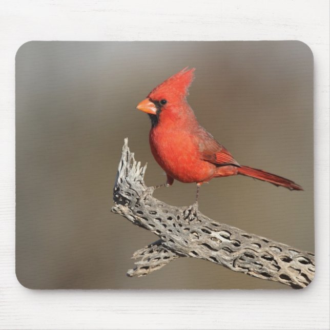 Kardinal an einer Kollabrippe Mousepad (Vorne)