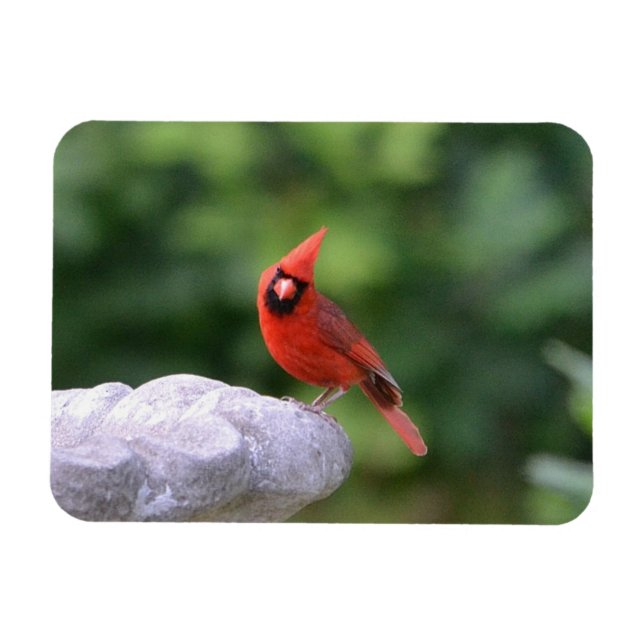 Kardinal auf Birdbath Magnet (Horizontal)
