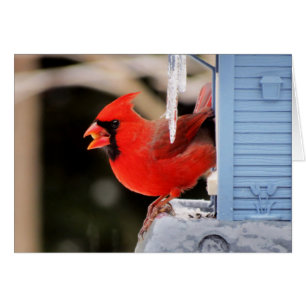 Kardinal auf Eis - Vogel